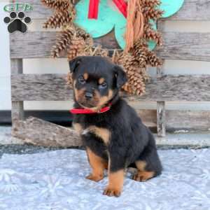 Snoopy, Rottweiler Puppy