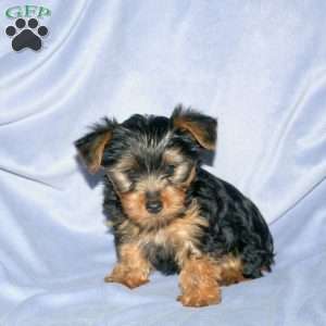 Snoopy, Yorkie Puppy