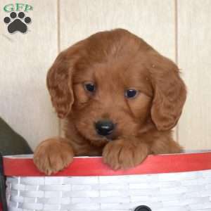 Snoopy, Mini Goldendoodle Puppy