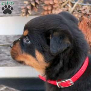 Snoopy, Rottweiler Puppy
