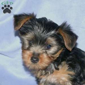 Snoopy, Yorkie Puppy
