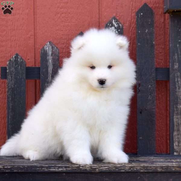Snow Belle, Samoyed Puppy