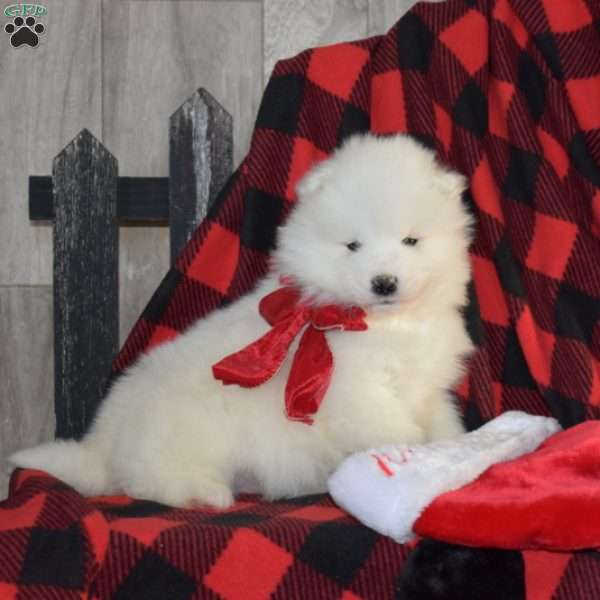 Snow Belle, Samoyed Puppy