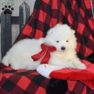 Snow Belle, Samoyed Puppy