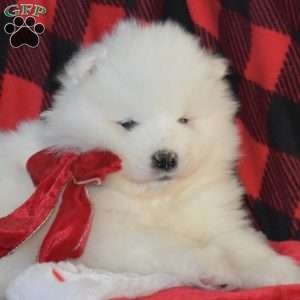 Snow Belle, Samoyed Puppy