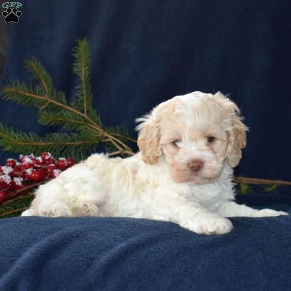 Snowball, Cockapoo Puppy