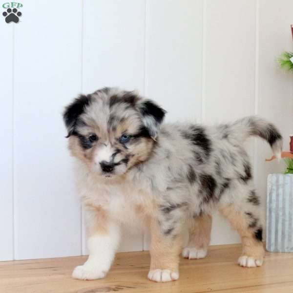 Snowball, Australian Shepherd Puppy