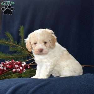 Snowball, Cockapoo Puppy