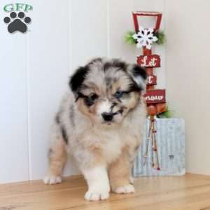 Snowball, Australian Shepherd Puppy