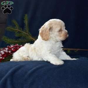 Snowball, Cockapoo Puppy