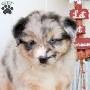 Snowball, Australian Shepherd Puppy