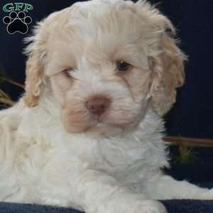 Snowball, Cockapoo Puppy