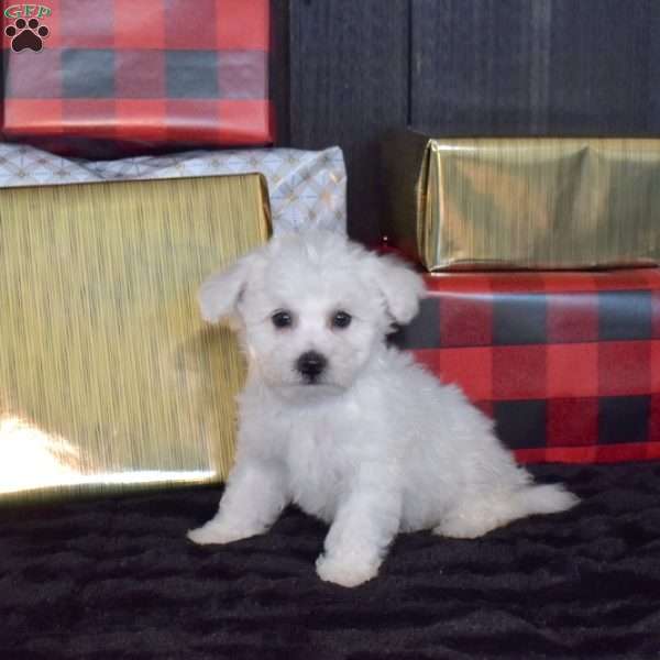Snowball, Bichon Frise Puppy