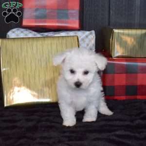 Snowball, Bichon Frise Puppy