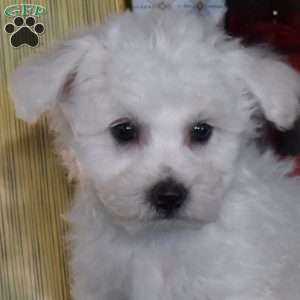 Snowball, Bichon Frise Puppy