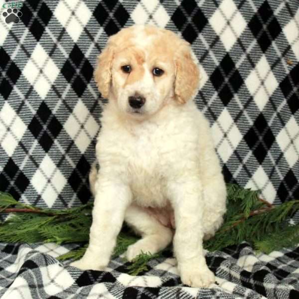 Snowflake, Goldendoodle Puppy
