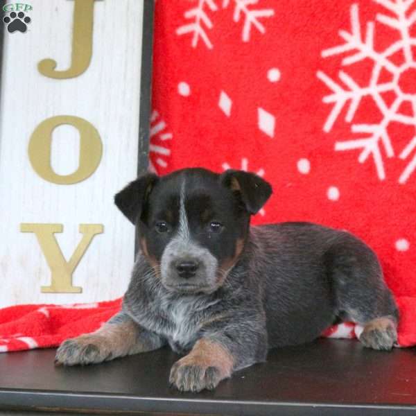 Snowflake, Blue Heeler – Australian Cattle Dog Puppy