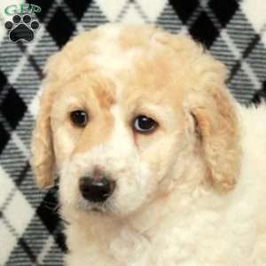 Snowflake, Goldendoodle Puppy