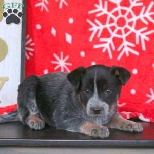 Snowflake, Blue Heeler – Australian Cattle Dog Puppy