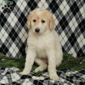Snowflake, Goldendoodle Puppy