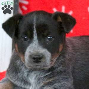 Snowflake, Blue Heeler – Australian Cattle Dog Puppy