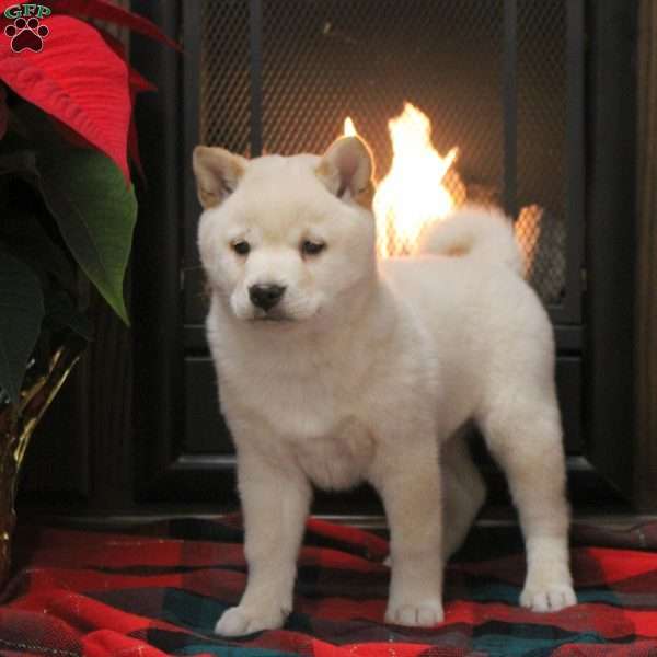 Snowflake, Shiba Inu Puppy