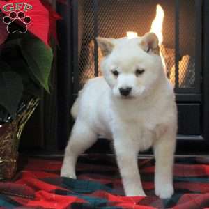 Snowflake, Shiba Inu Puppy