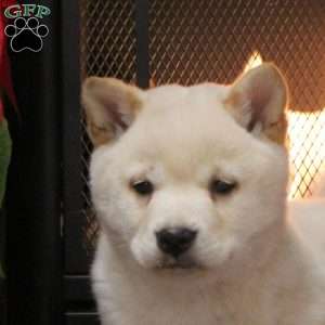 Snowflake, Shiba Inu Puppy