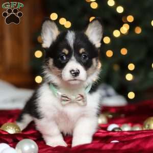 Snowman, Pembroke Welsh Corgi Puppy