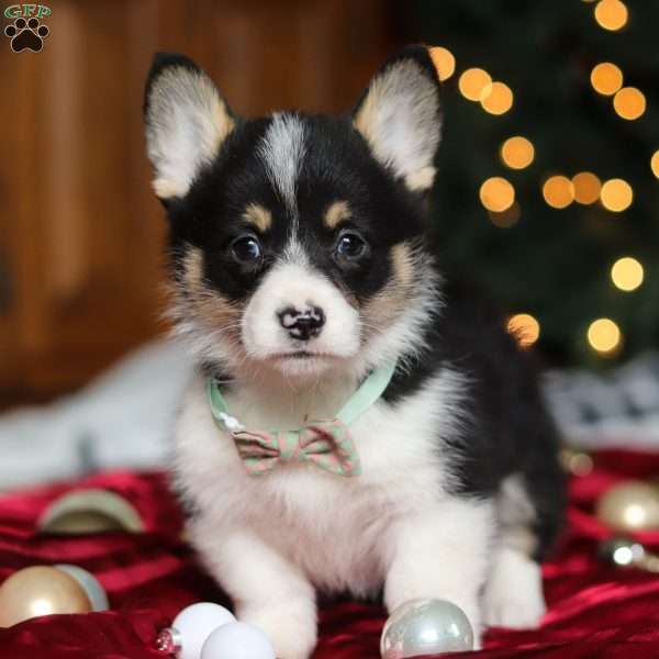 Snowman, Pembroke Welsh Corgi Puppy
