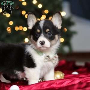 Snowman, Pembroke Welsh Corgi Puppy