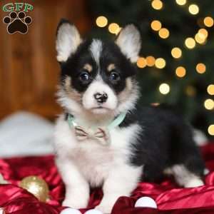 Snowman, Pembroke Welsh Corgi Puppy