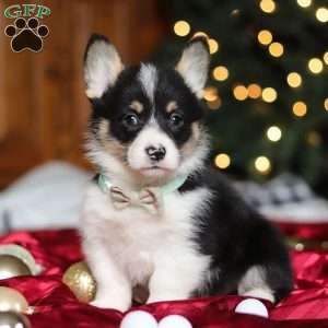 Snowman, Pembroke Welsh Corgi Puppy