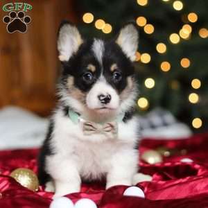 Snowman, Pembroke Welsh Corgi Puppy