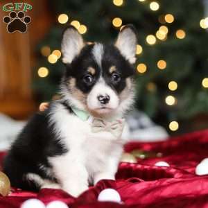Snowman, Pembroke Welsh Corgi Puppy
