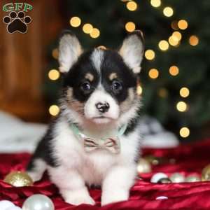 Snowman, Pembroke Welsh Corgi Puppy