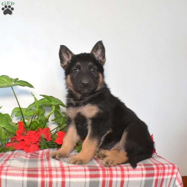 Soldier, German Shepherd Puppy