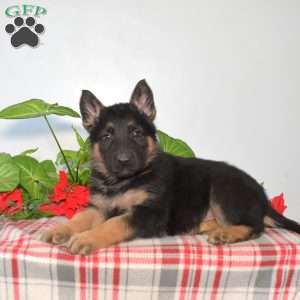 Soldier, German Shepherd Puppy