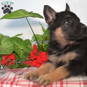 Soldier, German Shepherd Puppy