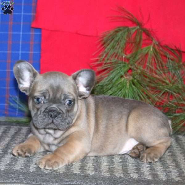 Sonny, French Bulldog Puppy