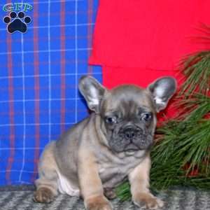 Sonny, French Bulldog Puppy