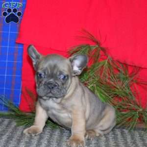 Sonny, French Bulldog Puppy