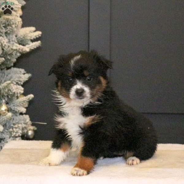 Sonya, Miniature Australian Shepherd Puppy