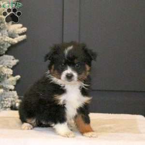 Sonya, Miniature Australian Shepherd Puppy
