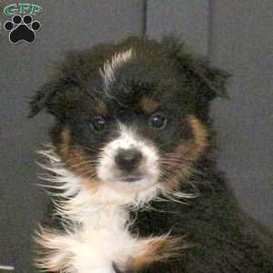 Sonya, Miniature Australian Shepherd Puppy