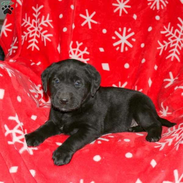 Sophia, Black Labrador Retriever Puppy