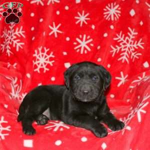 Sophia, Black Labrador Retriever Puppy