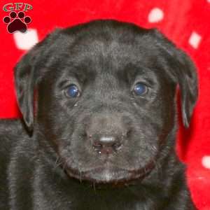 Sophia, Black Labrador Retriever Puppy