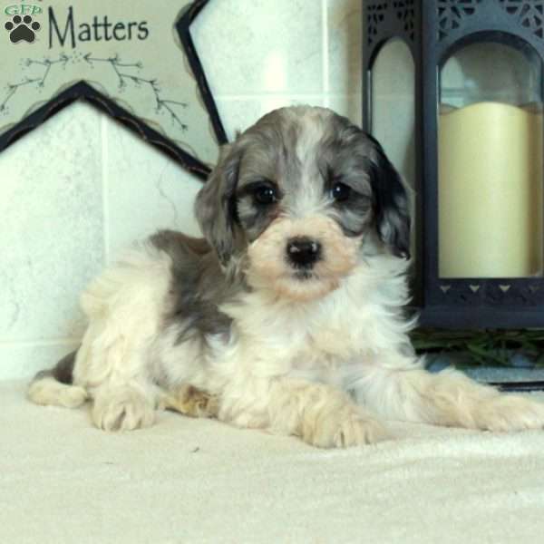 Sophie, Mini Goldendoodle Puppy