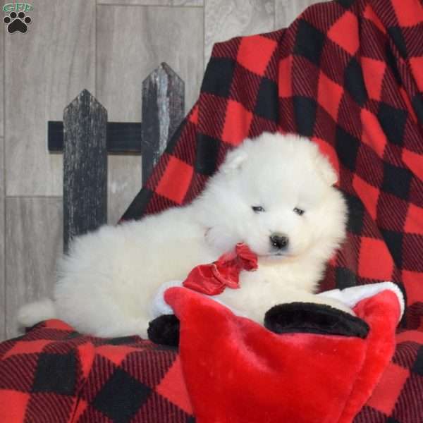 Sophie, Samoyed Puppy